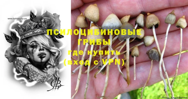 сатива Тайга