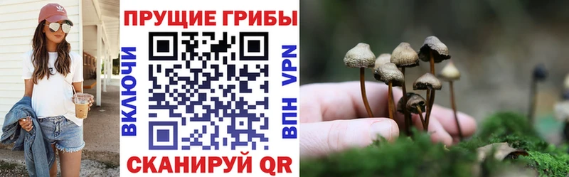 Псилоцибиновые грибы мицелий мориарти официальный сайт Закаменск